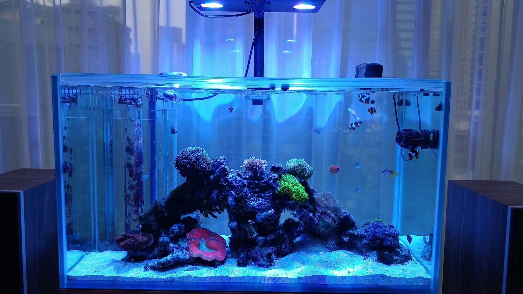 サイズアップ！オススメの水槽サイズは？