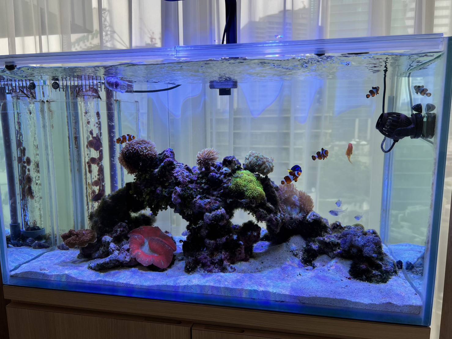 オフィス空間を華やかに演出する海水魚の世界
