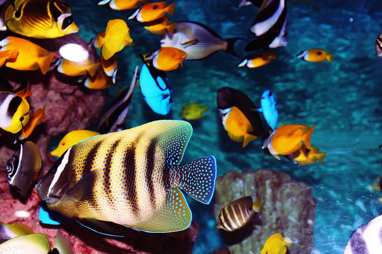 海水魚や淡水魚が生き生きと泳ぐ空間を作り出すマルチなサポートサービス