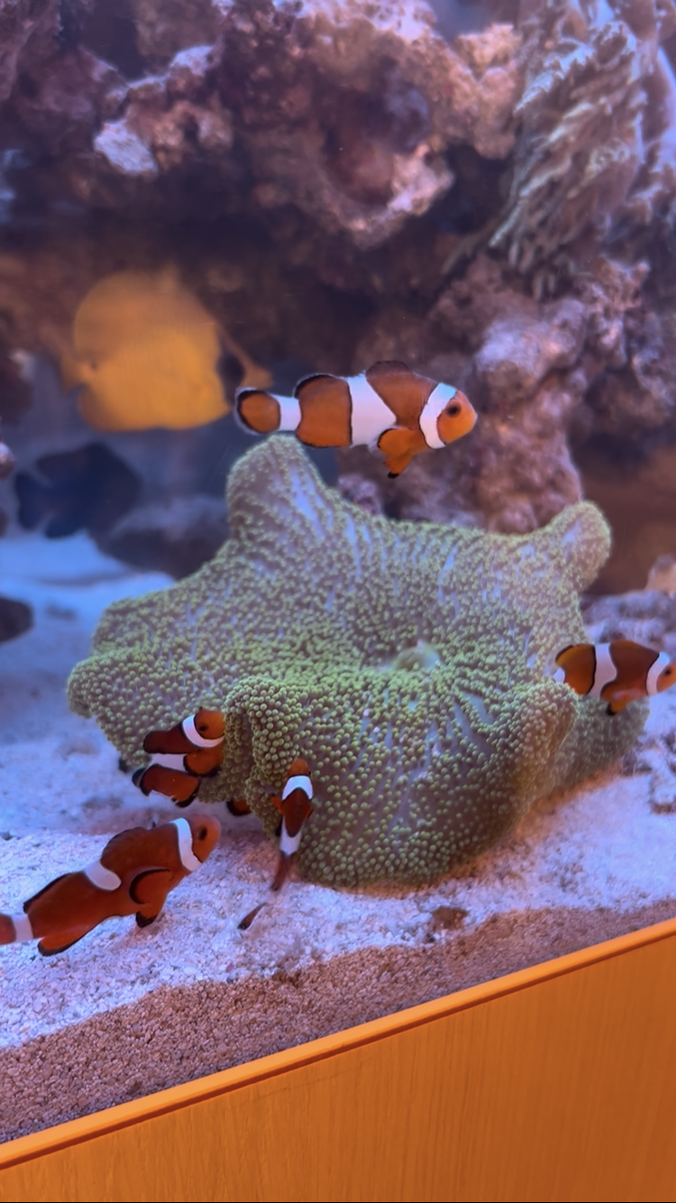 3. AQUASCAPEの設置プロセス
