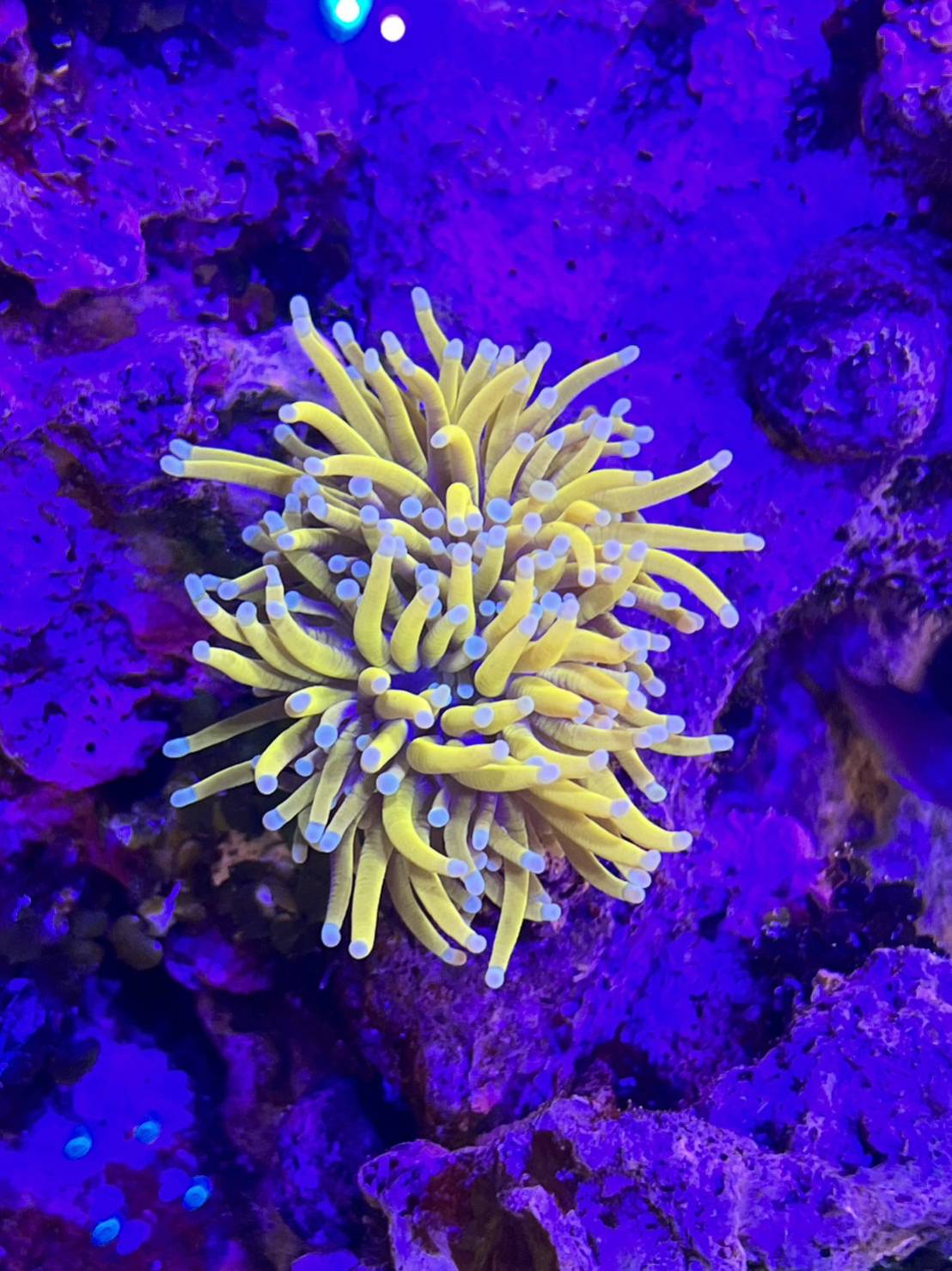 オフィスインテリアにおける海水魚の役割