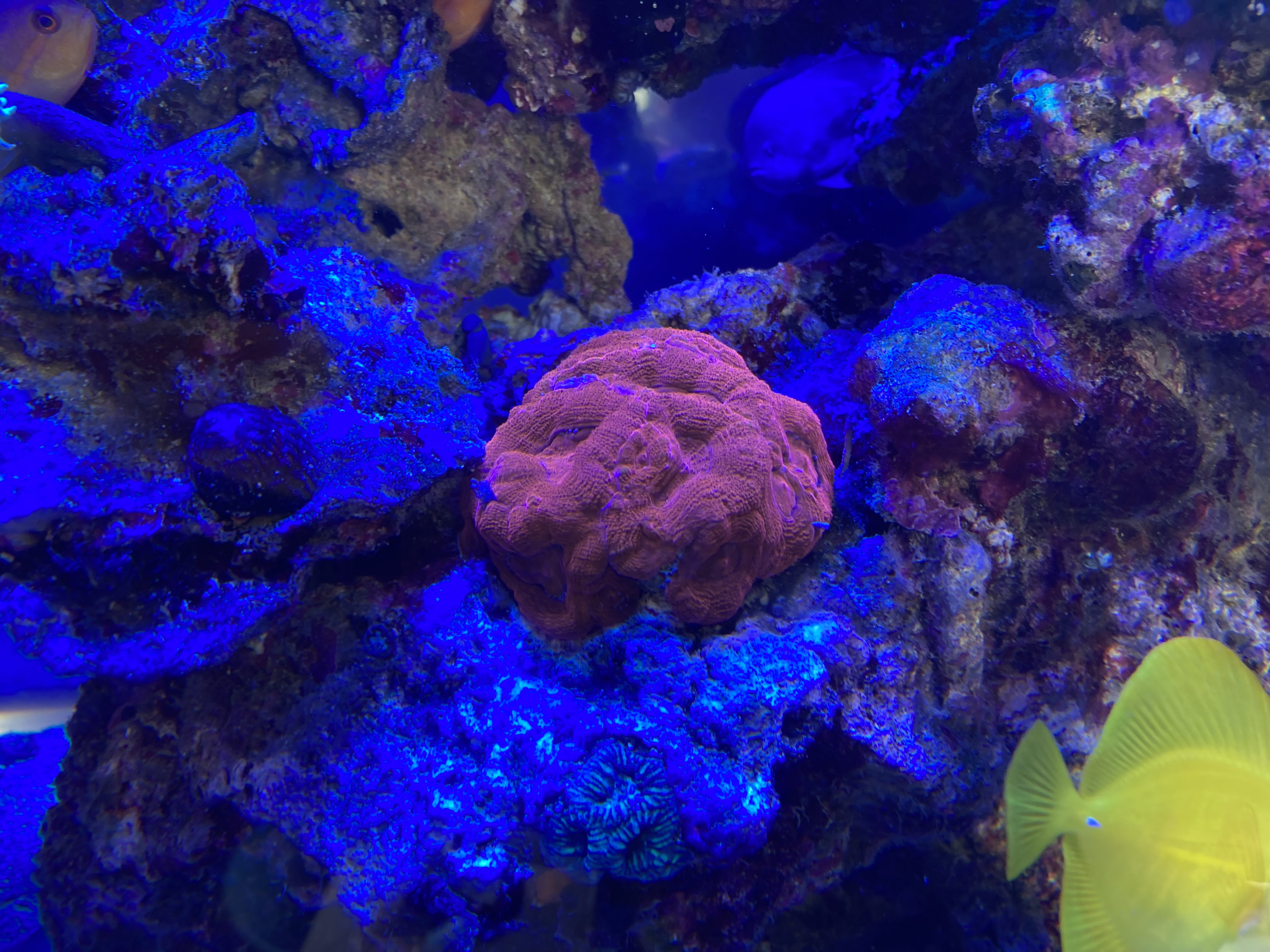 サンゴの入手難易度