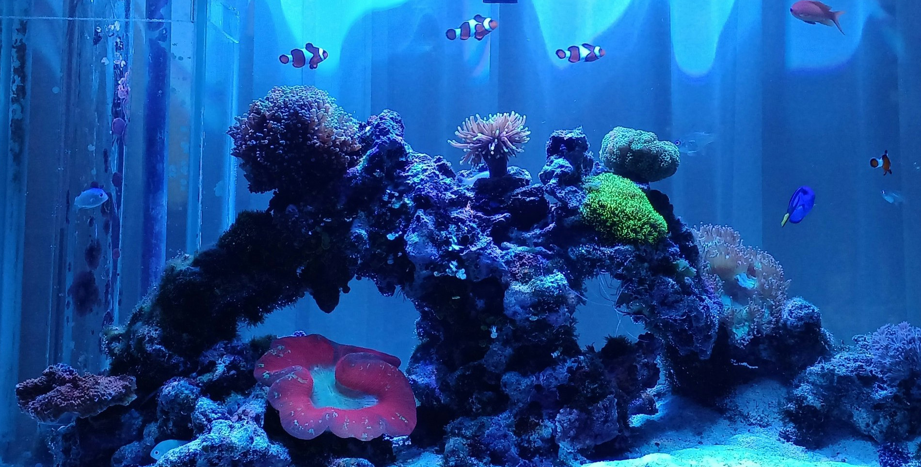 魚類飼育のポイントとアドバイス